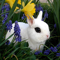 Dwarf Hotot Rabbit :- Eyes Of The Fancy!!